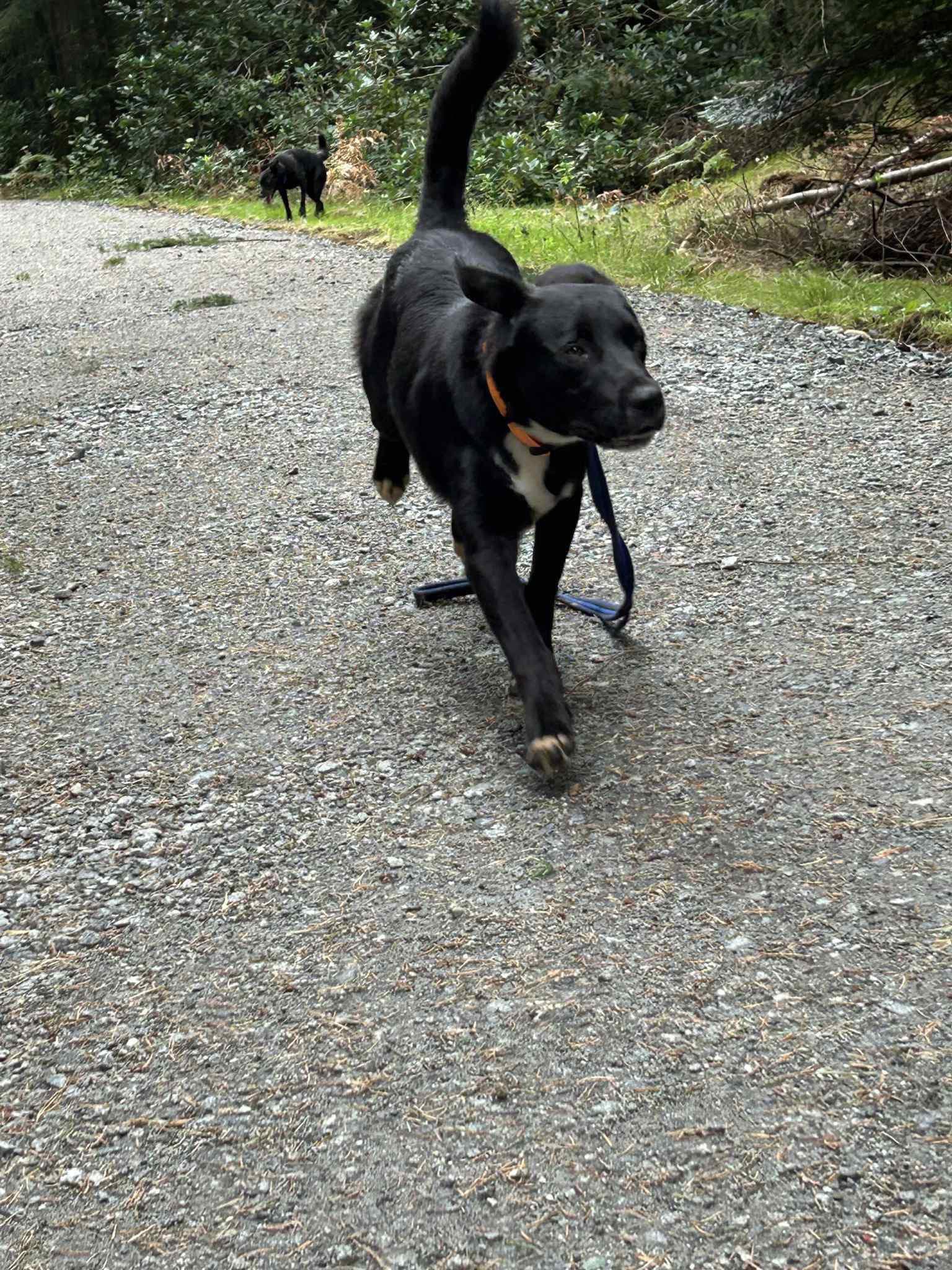 Barney photo 2