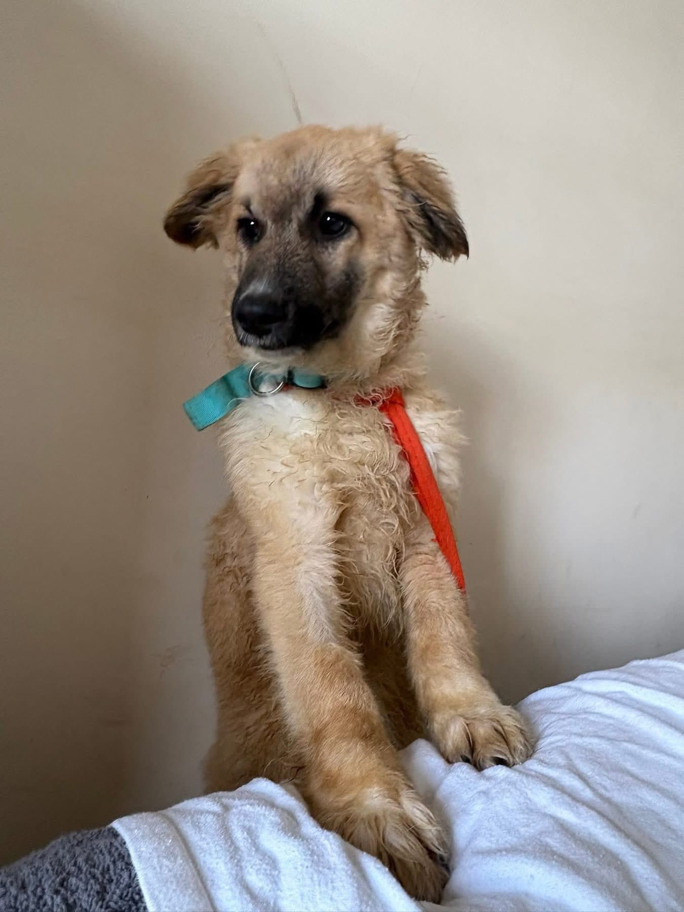 Finn photo 3