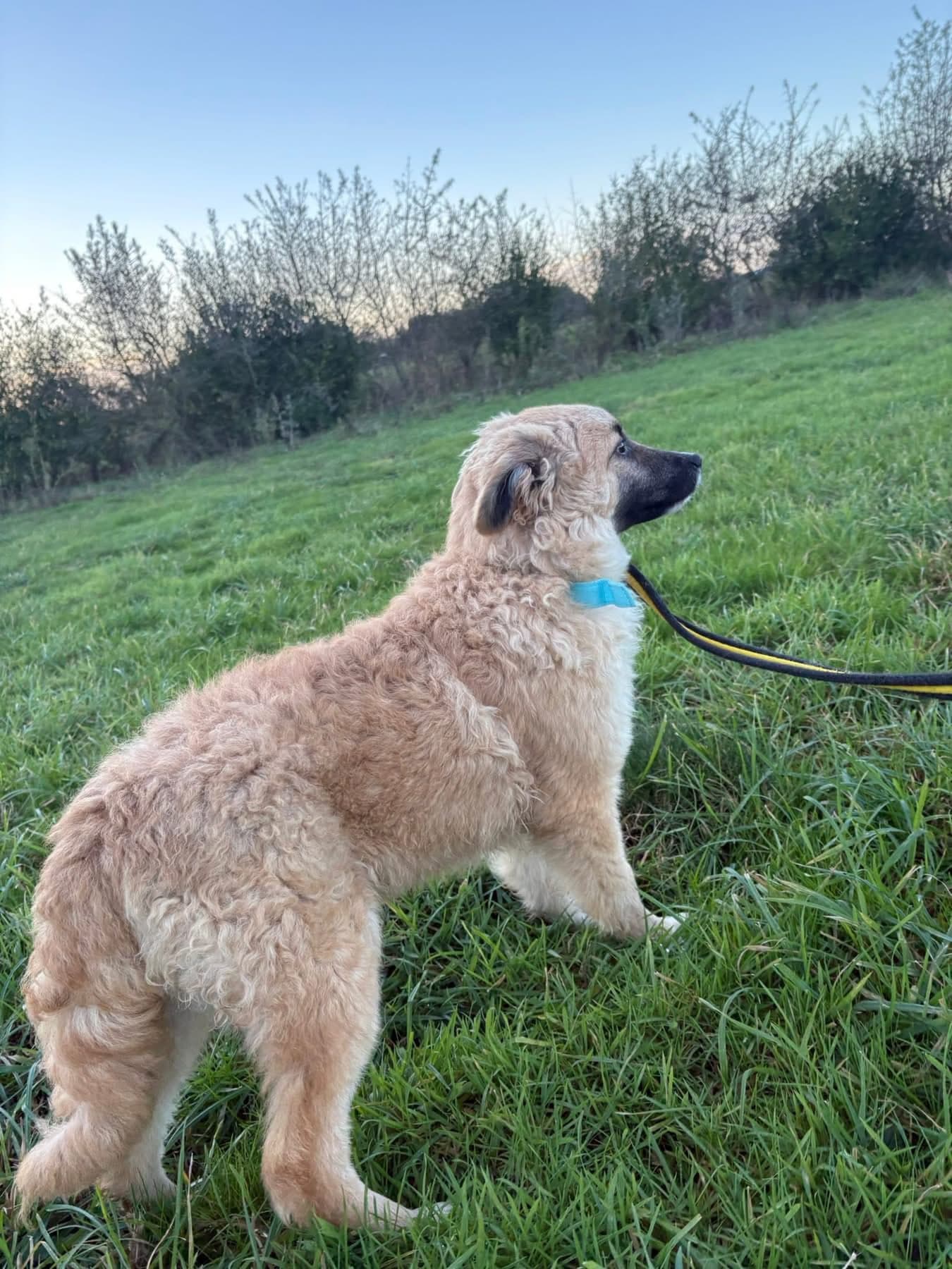 Finn photo 2