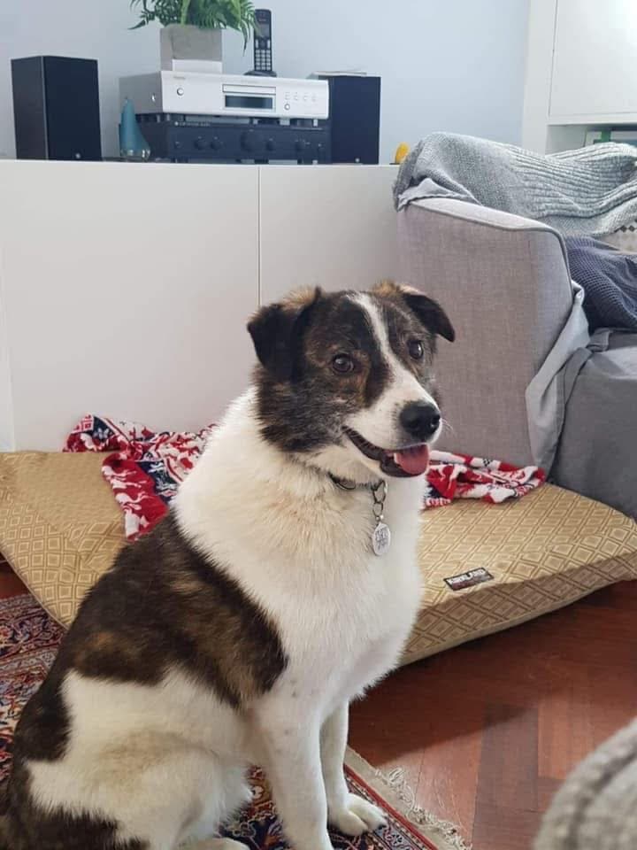 Albie photo 2