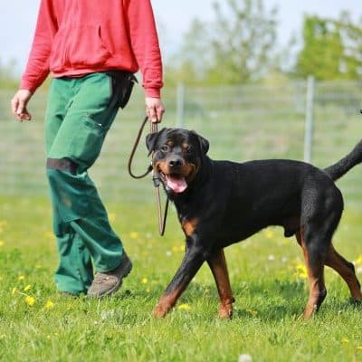 Findus photo 4