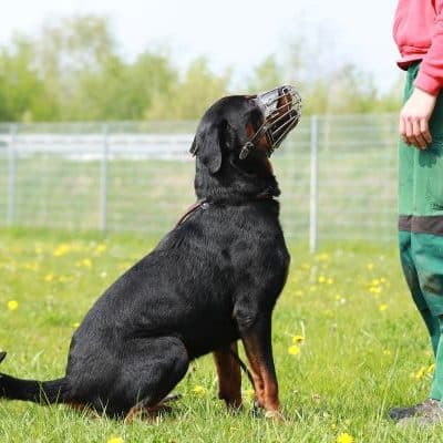 Findus photo 5
