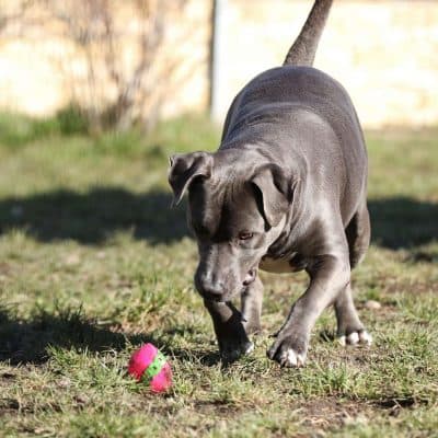 Nero photo 4