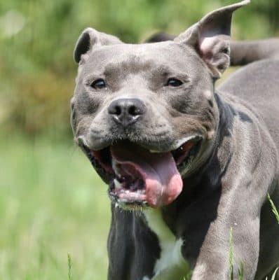 Ares photo 3