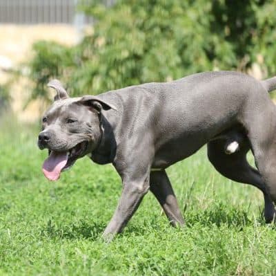 Ares photo 2