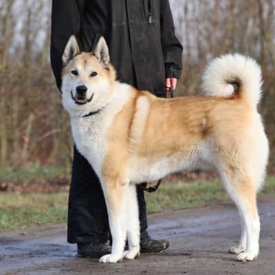 Enrico — Laika
