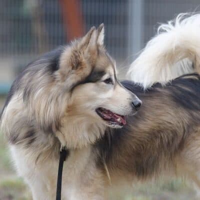 Timba photo 5