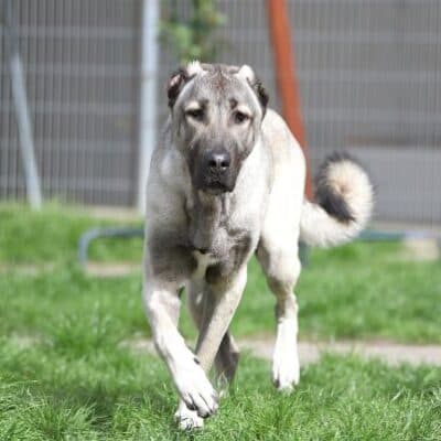 Spencer — Kangal