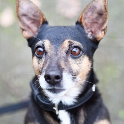 Maurice — Dackel-terrier-mix