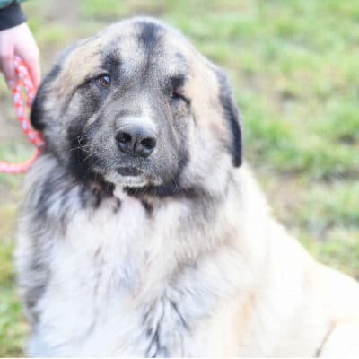 Koda photo 2
