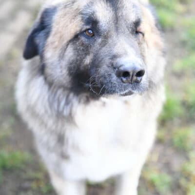Koda photo 3