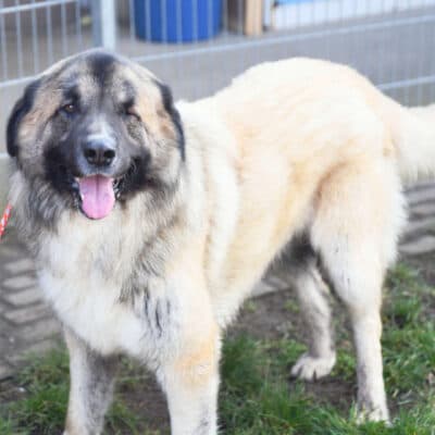 Koda photo 4