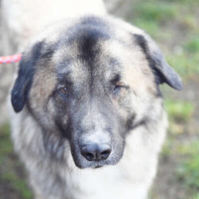 Koda photo 5