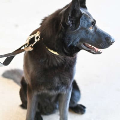 Simba photo 3