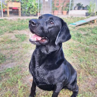 Balu photo 4