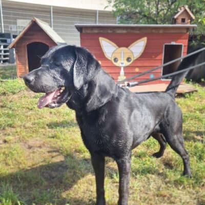 Balu photo 5