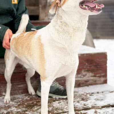 Nanuk photo 4