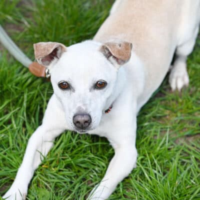 Nemo — Jack Russell Terrier