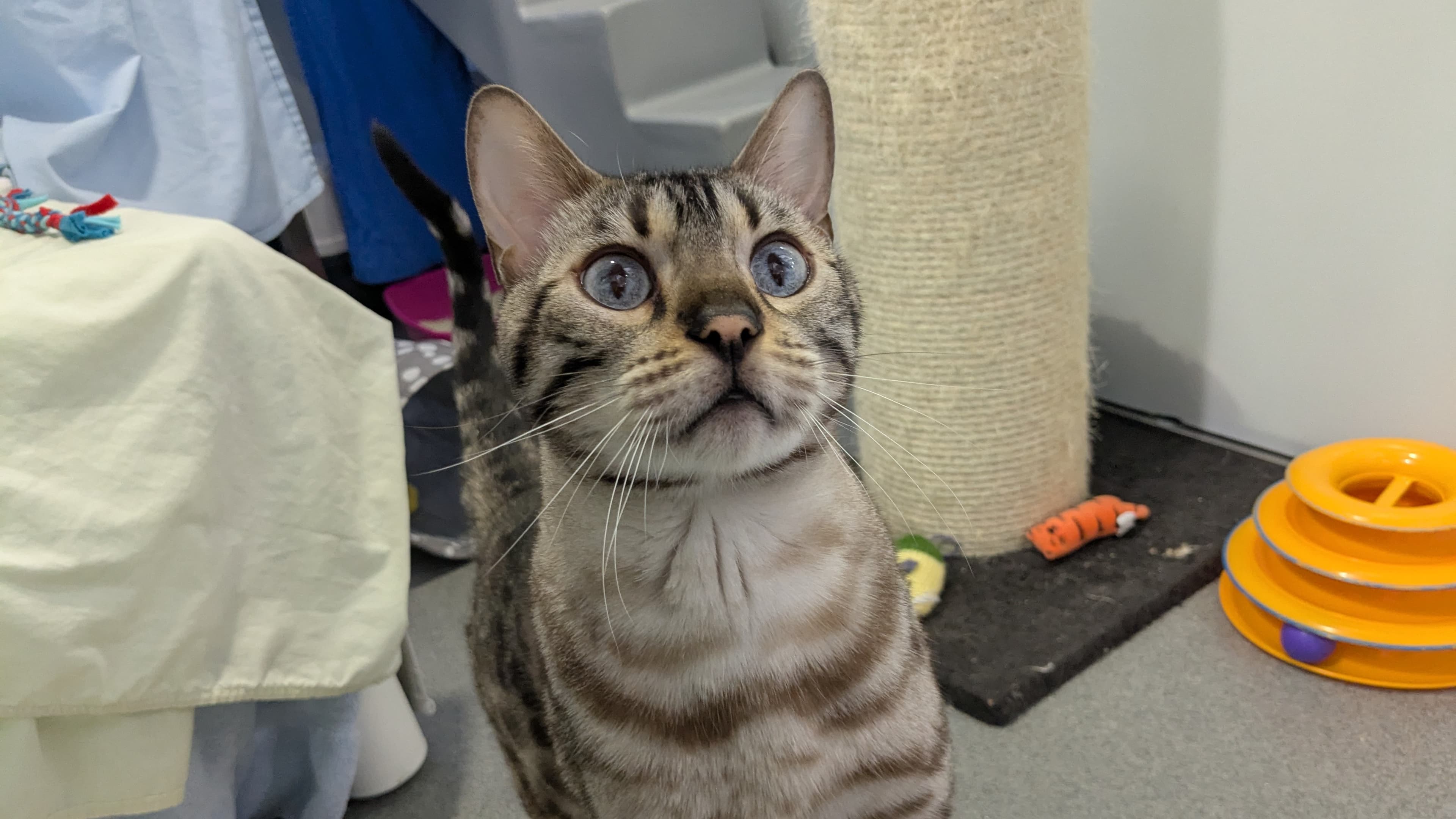 Baby stormzy — Bengal