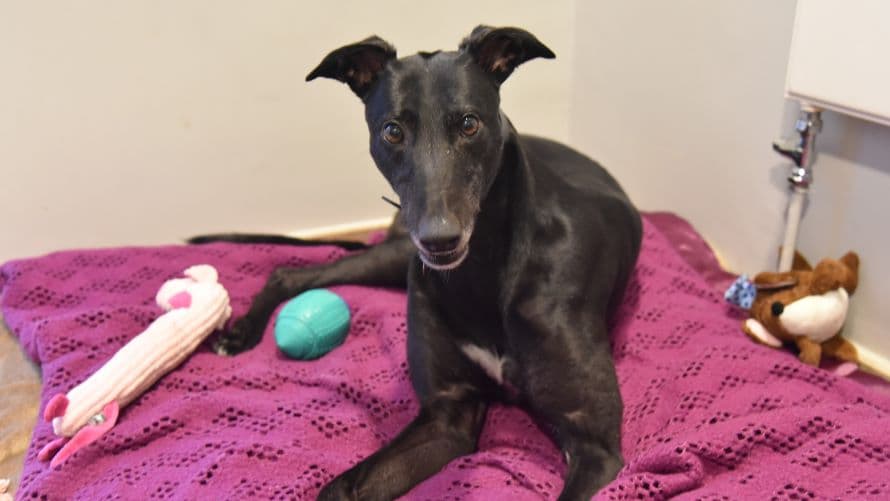 Charm — Greyhound