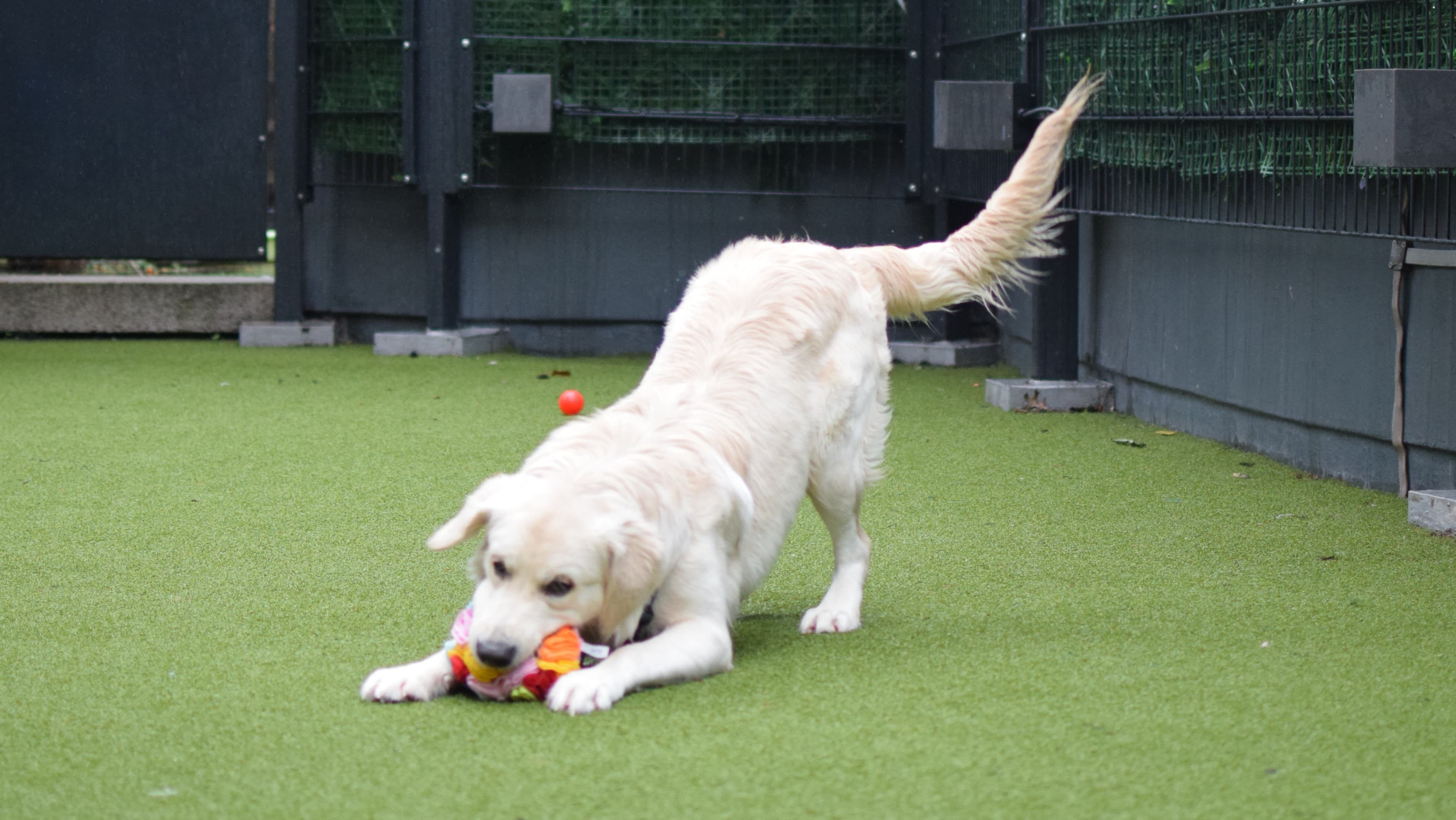 Casper — Golden Retriever