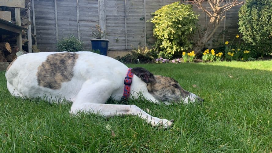 Danny — Greyhound