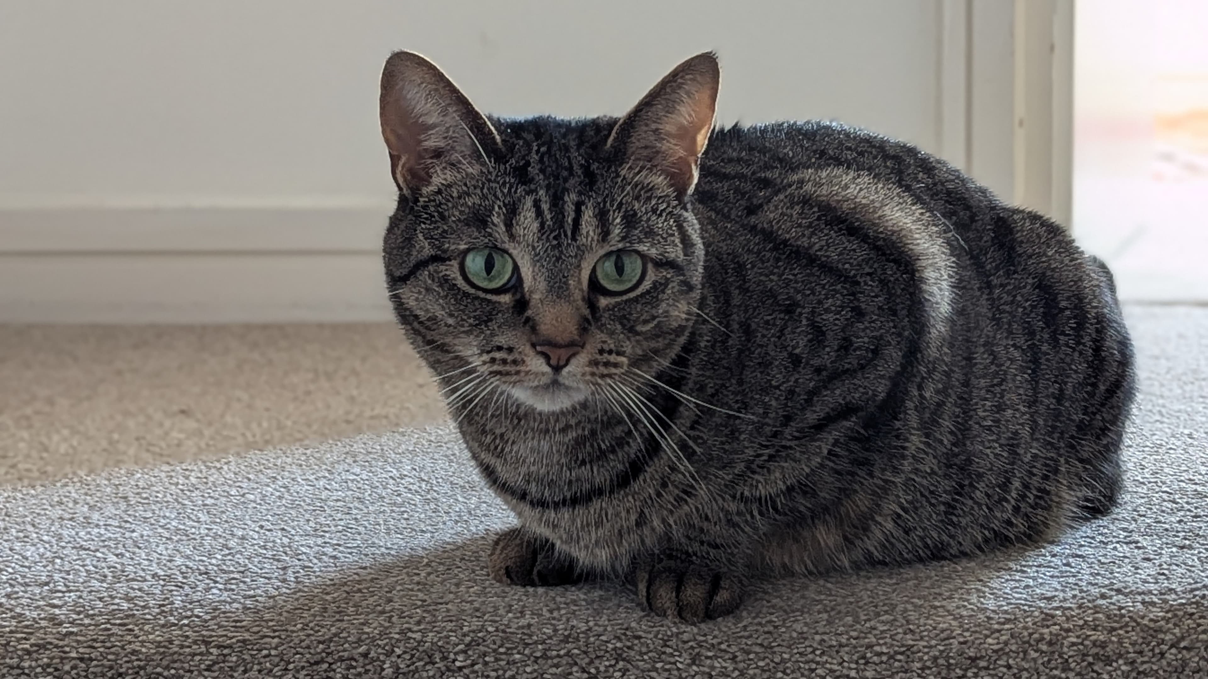 Luna photo 3