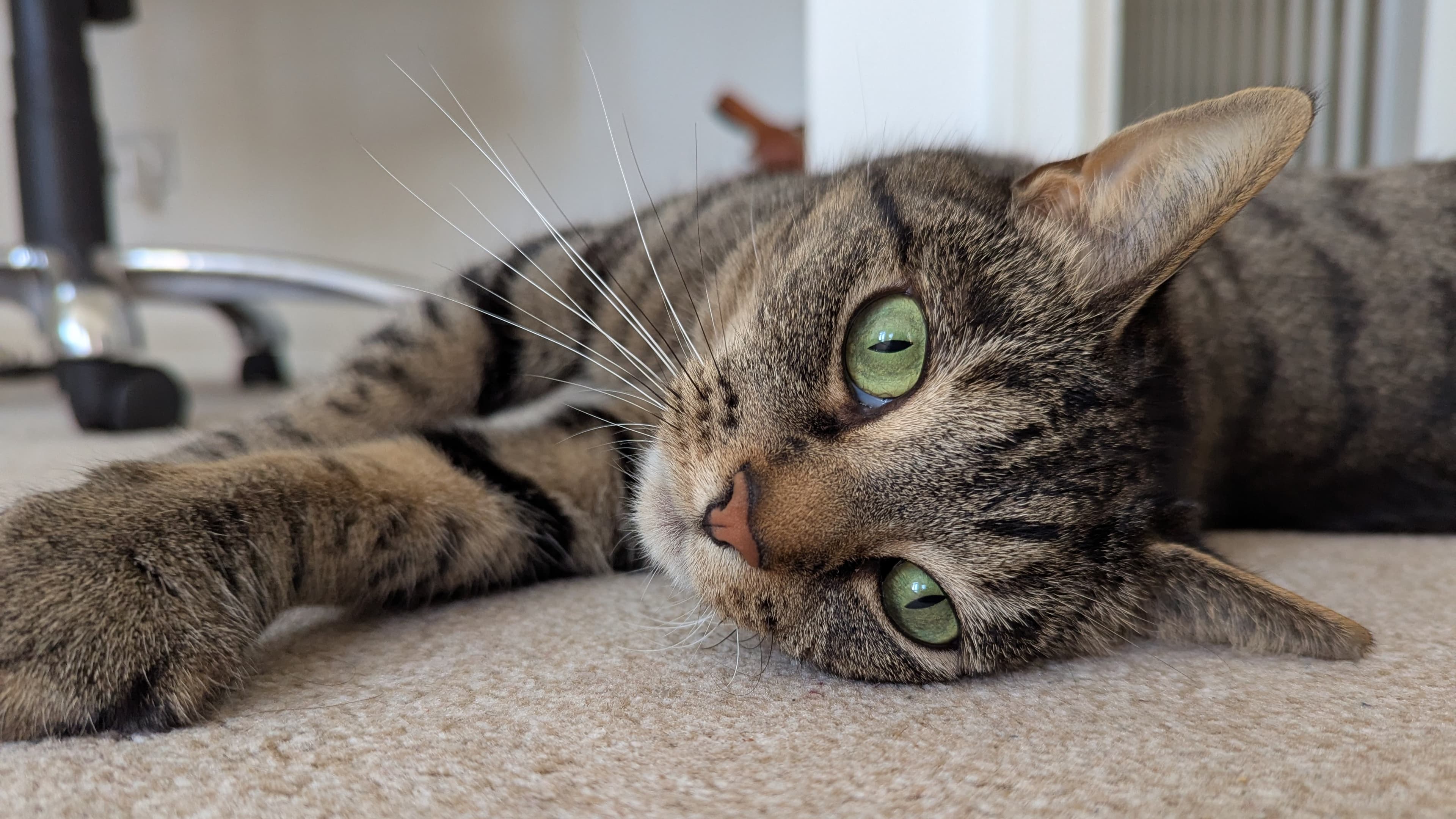 Luna photo 4