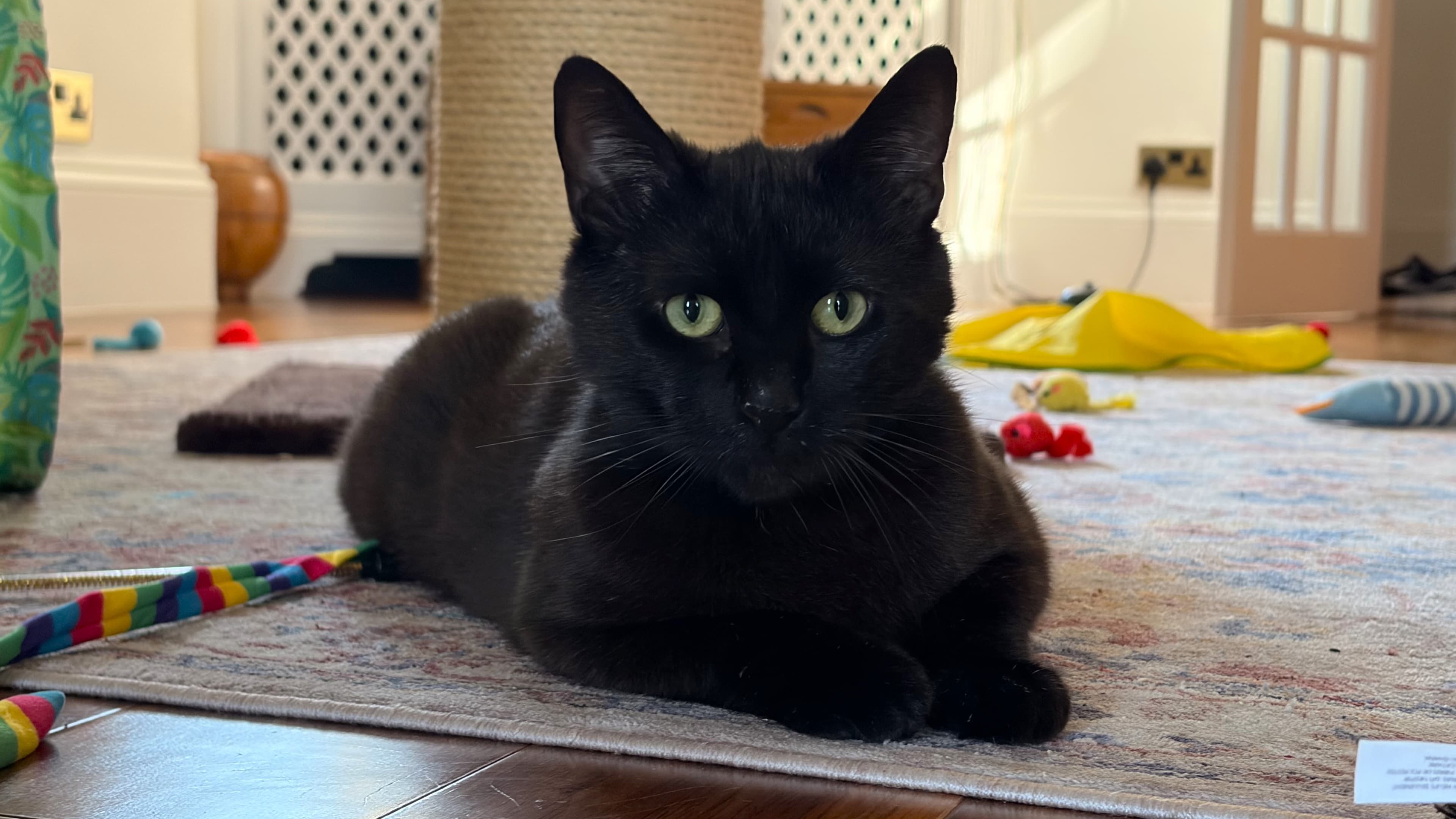 Felix photo 5