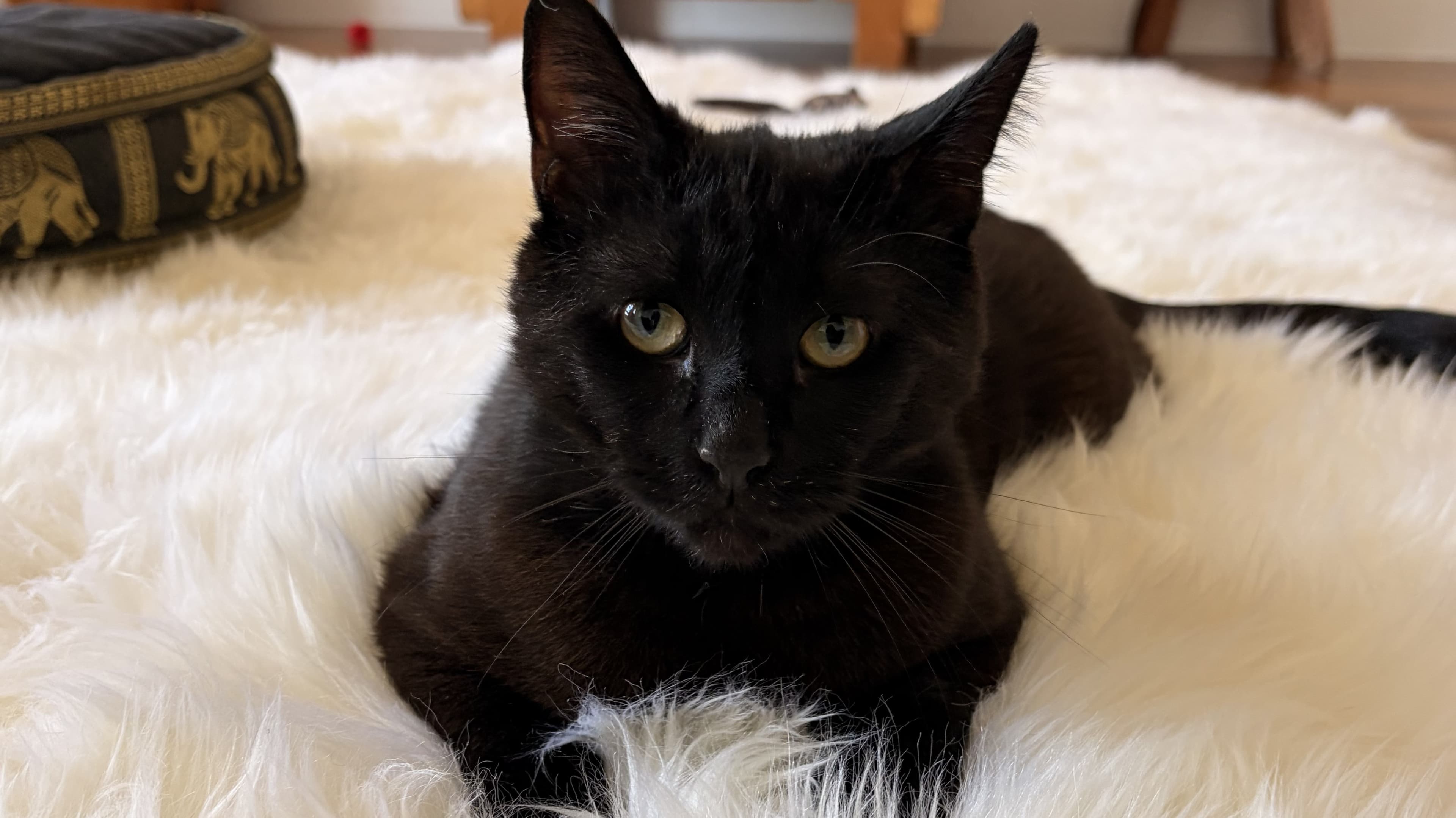 Felix photo 6
