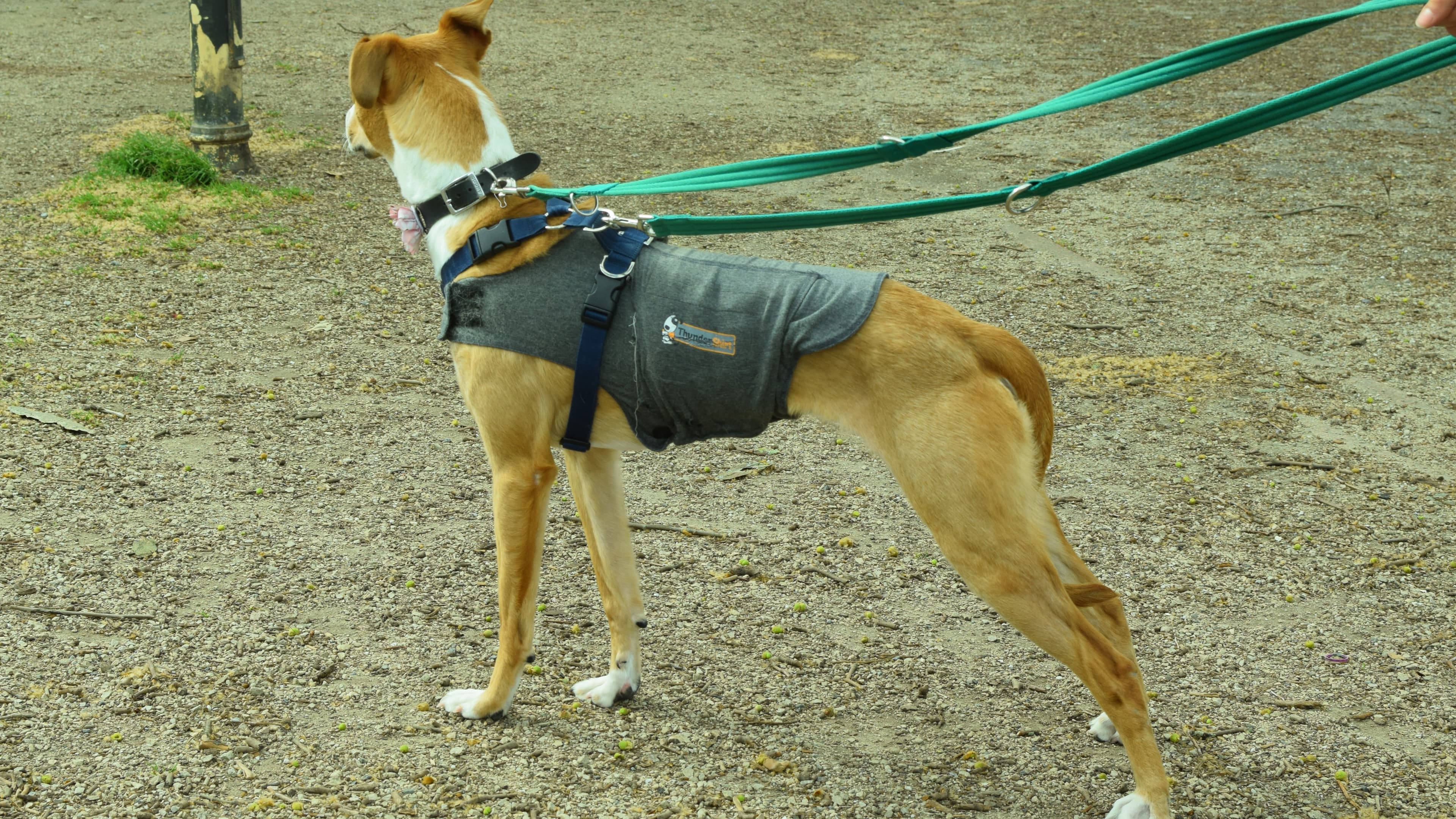 Tinsel — Lurcher