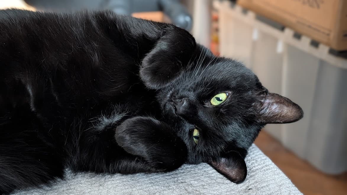 Nyx photo 3