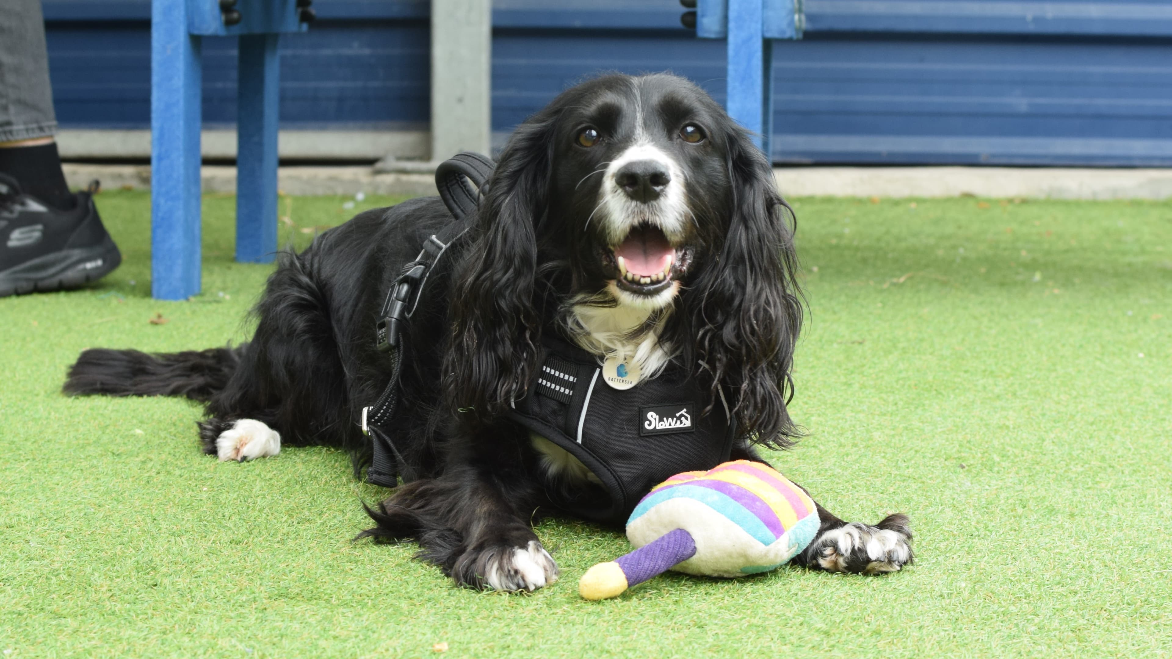 Millie photo 3