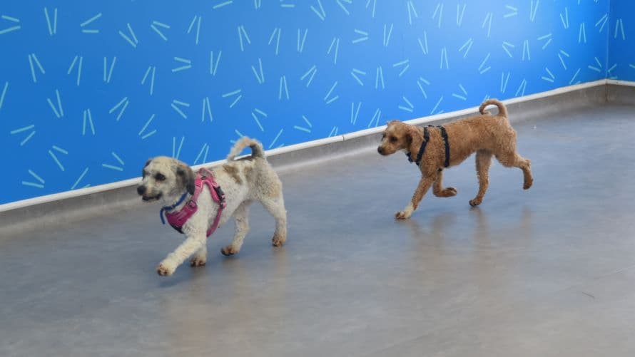 Peach (& pear) — Toy Poodle