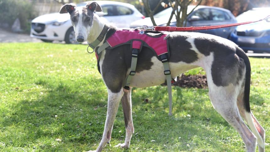 Anna — Greyhound