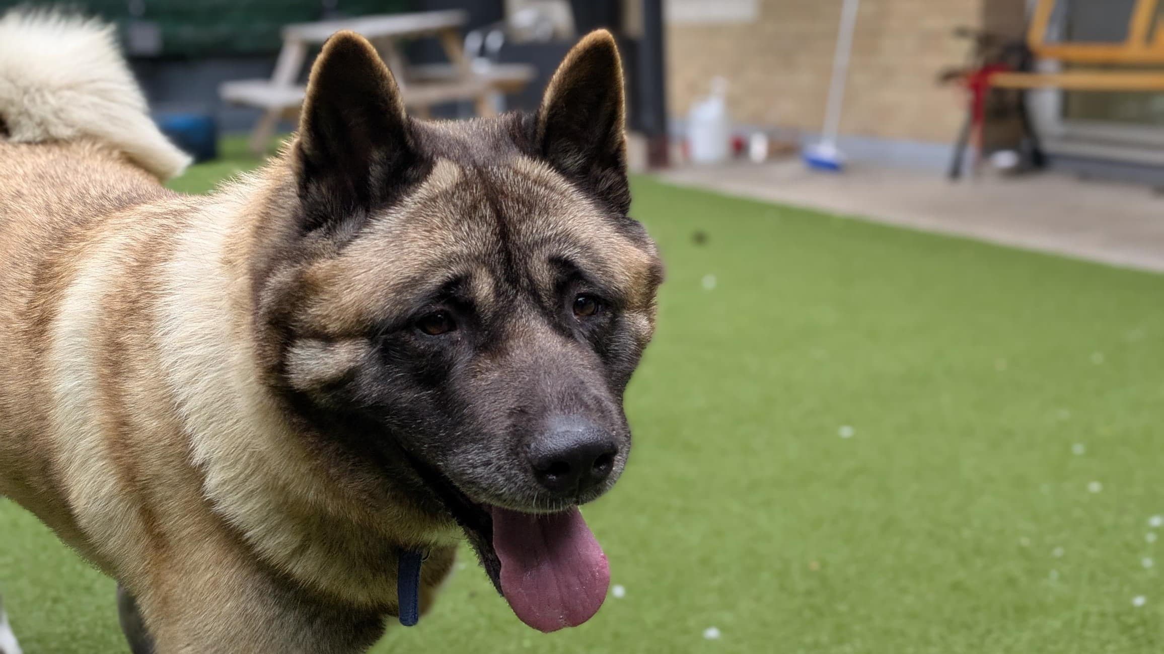 Suki — Akita