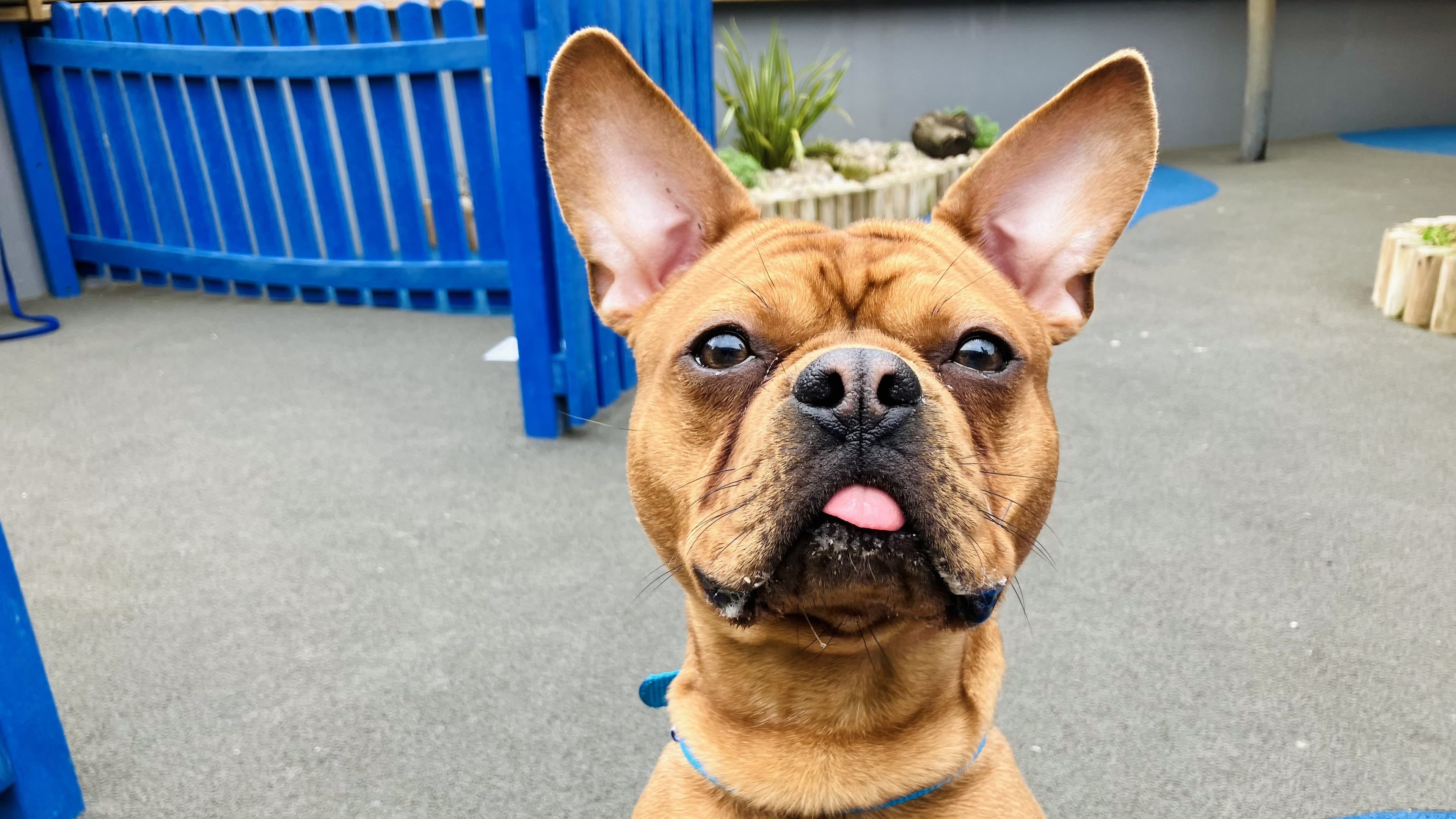 Milo photo 3
