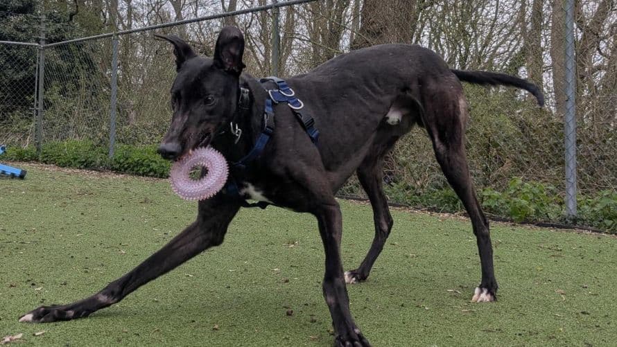 Finley — Greyhound