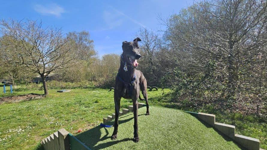 George photo 2