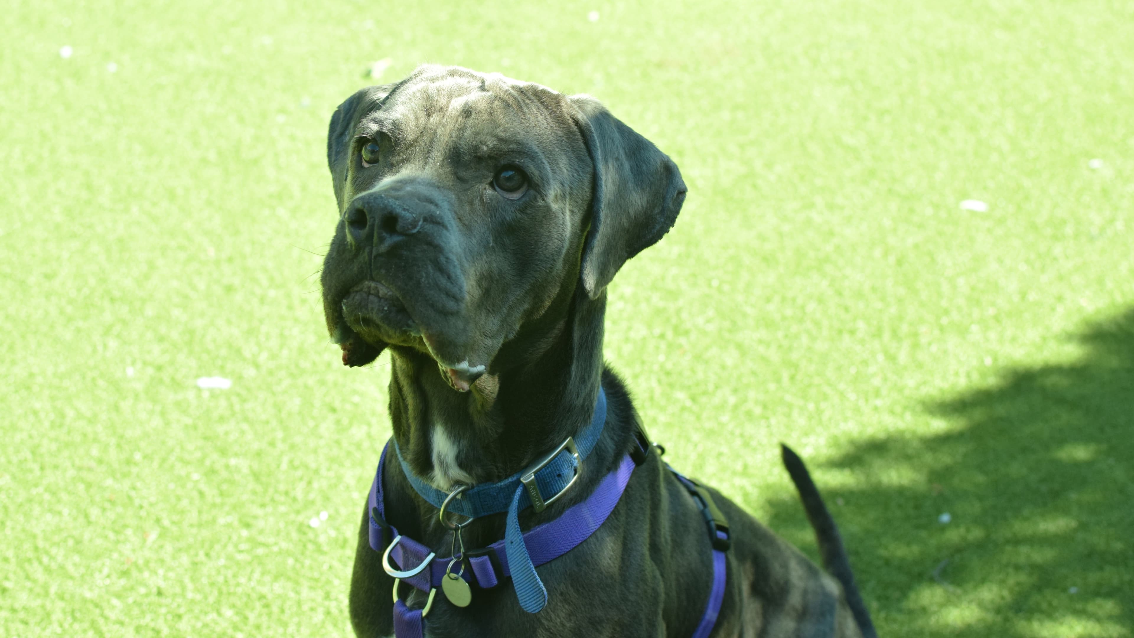 Tiny — Cane Corso