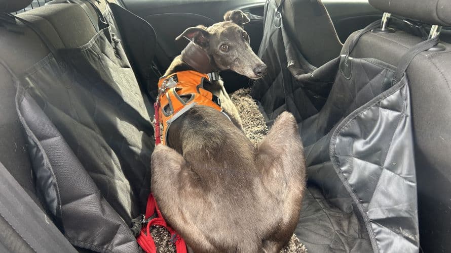Gary — Greyhound
