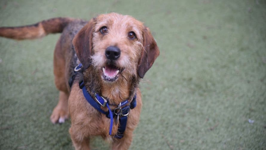 Raye — Dachshund