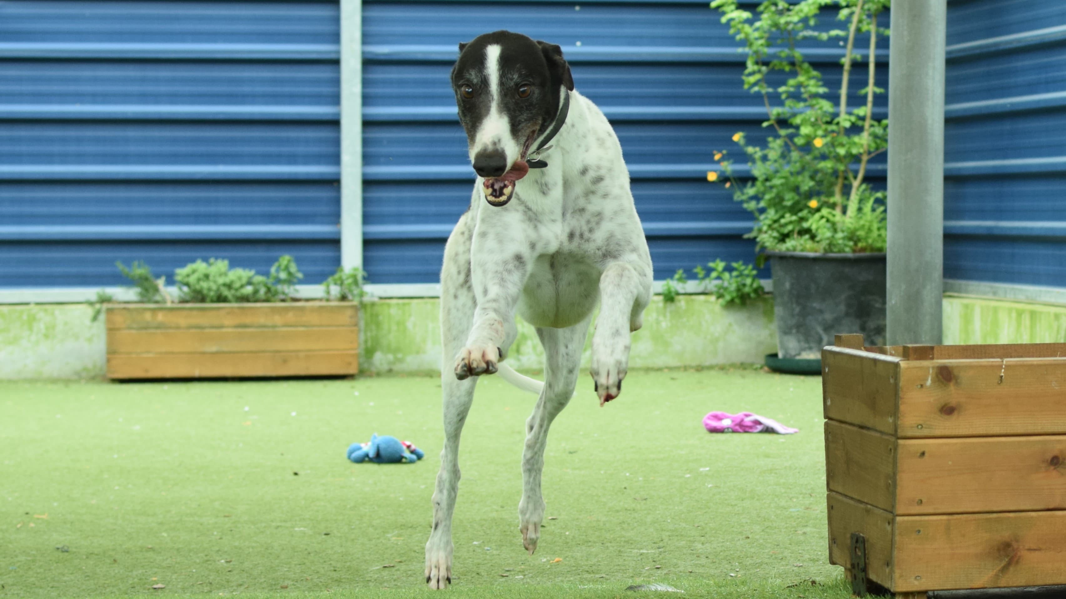 Robin — Greyhound