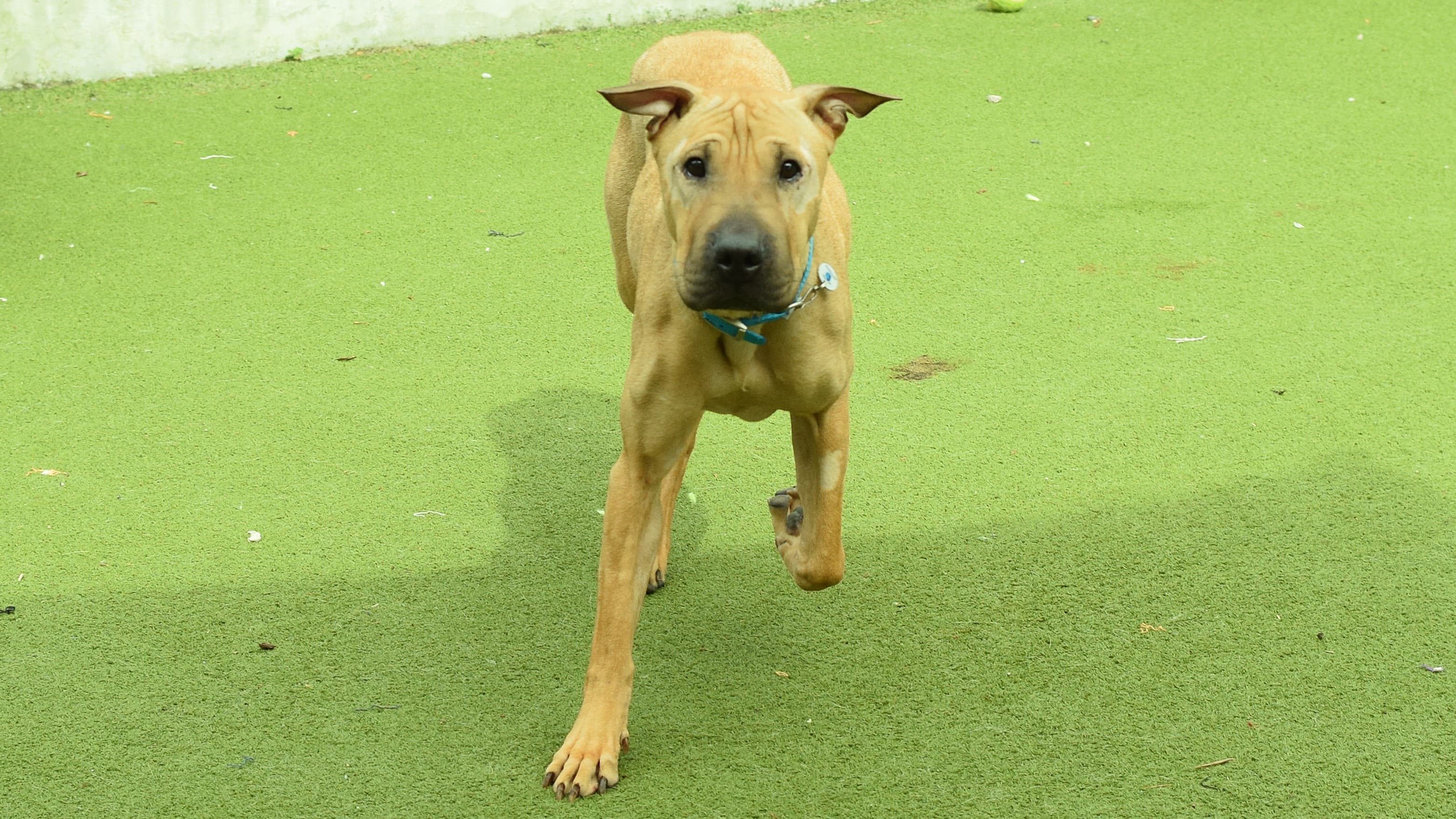 Cleo — Shar-pei
