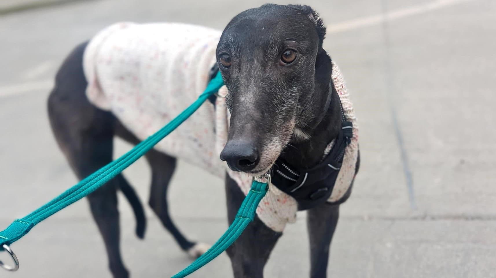 Regie — Greyhound