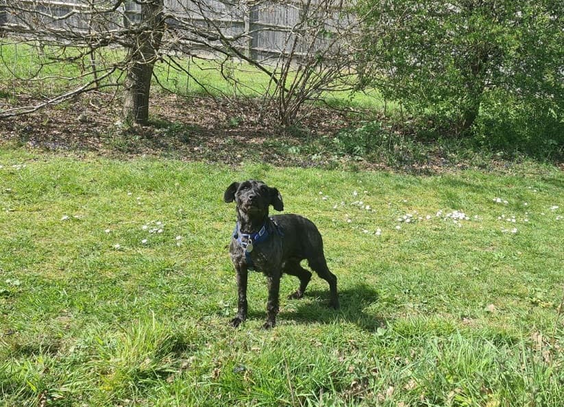 Paisley photo 3