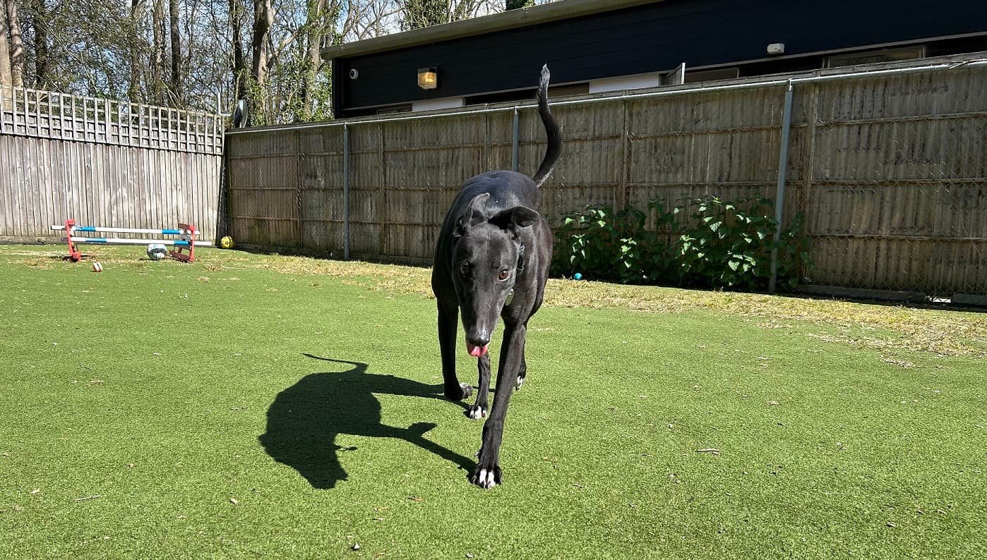 James — Greyhound