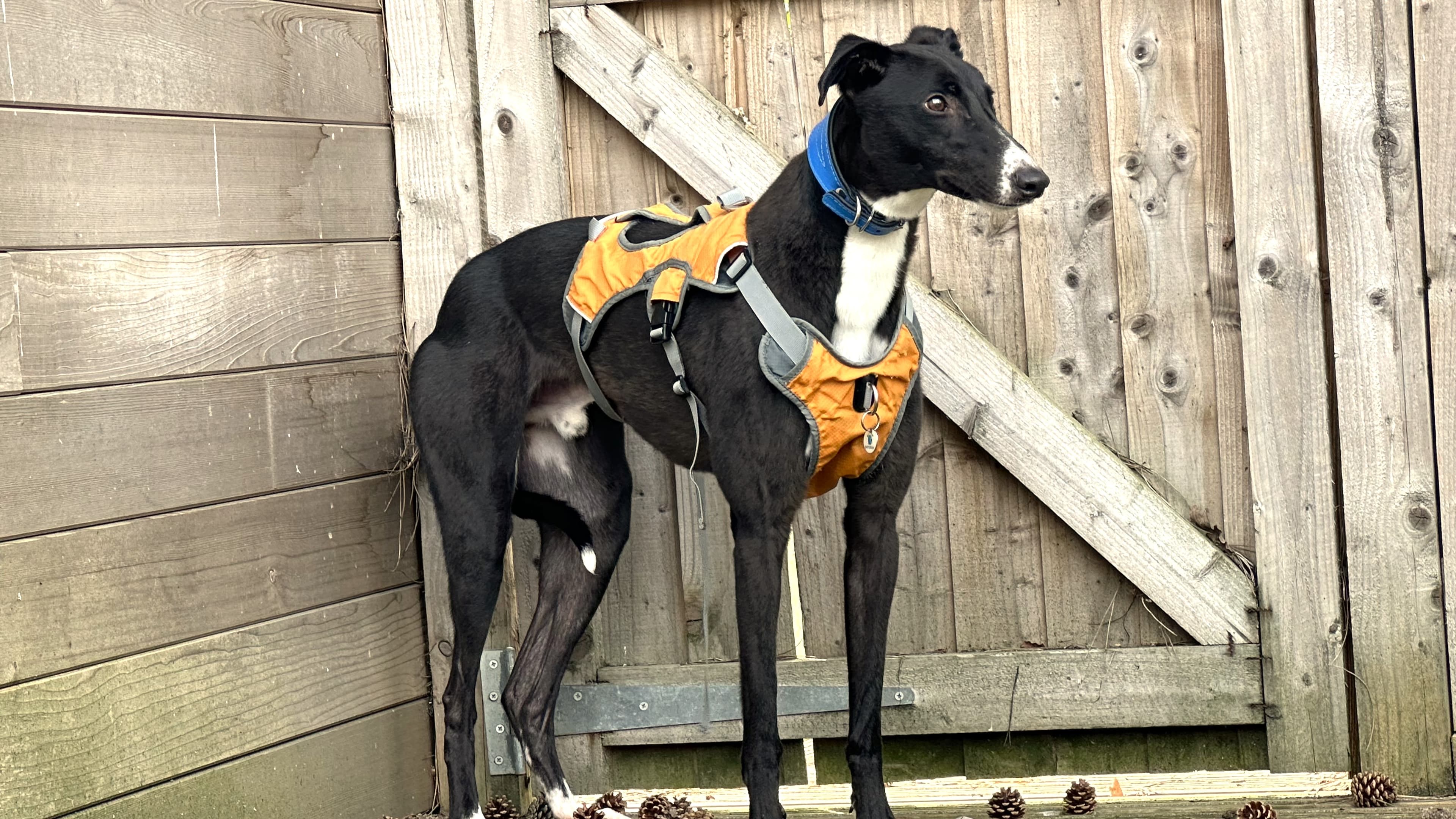 Leon — Greyhound