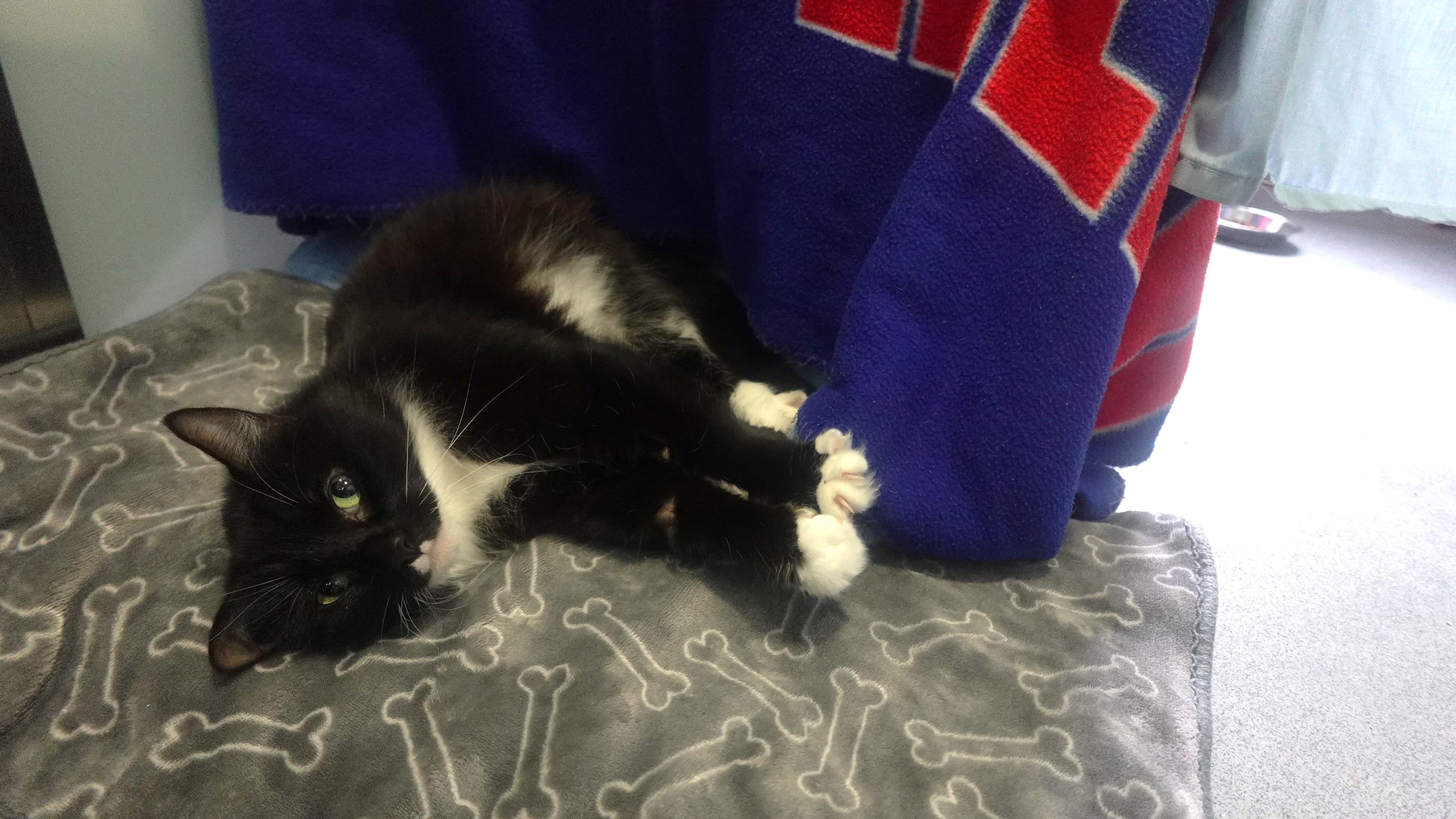 Nahla photo 3