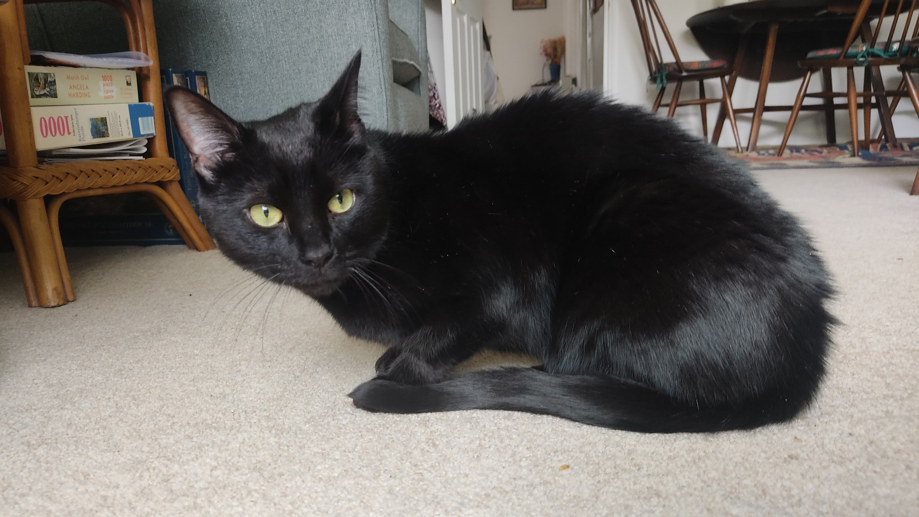 Simba photo 2